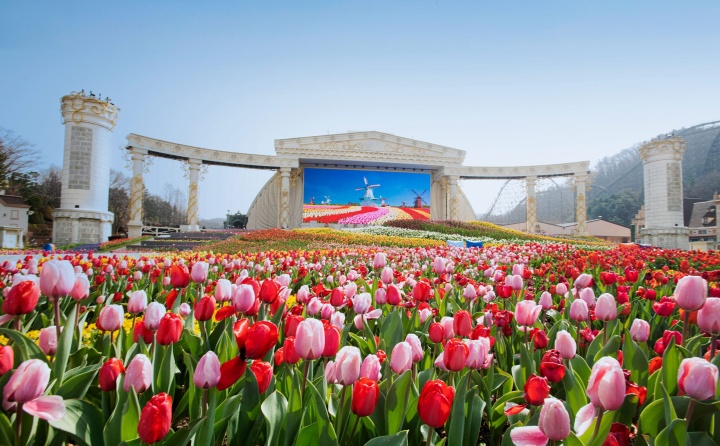 Vẻ đẹp rực rỡ của hàng triệu đóa tulip trong không gian rộng lớn của công viên giải trí Everland