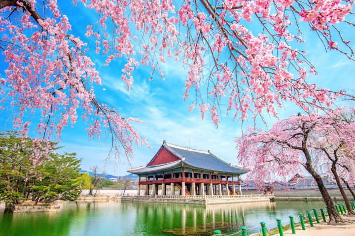 Cảnh hoa anh đào nở tuyệt đẹp tại thành phố Seoul