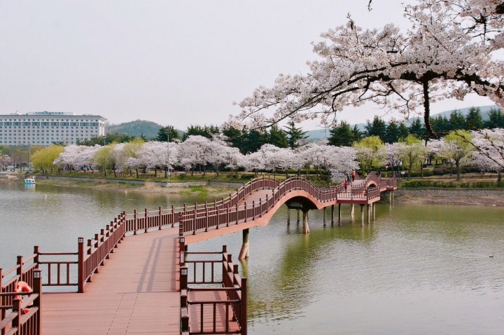 Lễ hội hoa anh đào ở Busan với cảnh sắc tuyệt đẹp thu hút hàng nghìn du khách mỗi năm