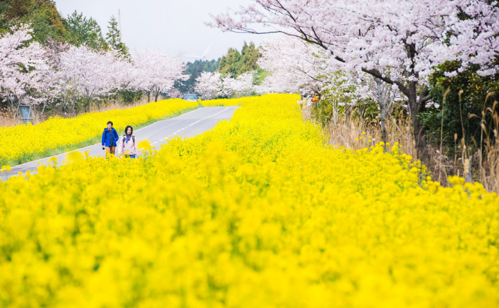 Đảo Jeju là một trong những điểm du lịch nổi bật của Hàn Quốc với cảnh quan thiên nhiên hùng vĩ, văn hóa lâu đời