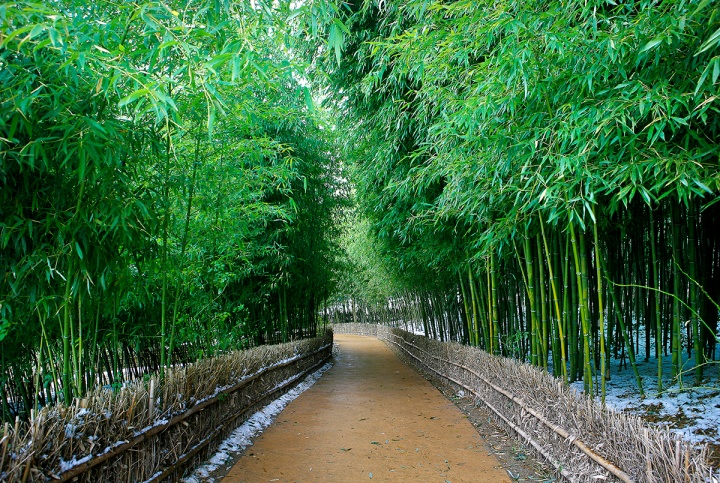 Những cánh rừng tre bạt ngàn, tạo nên một không gian yên tĩnh và huyền bí