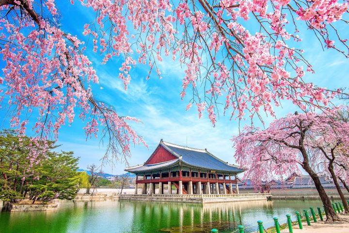 Du lịch Hàn Quốc tháng 4 là lựa chọn vô cùng hoàn hảo để ngắm trọn vẻ đẹp của hoa anh đào