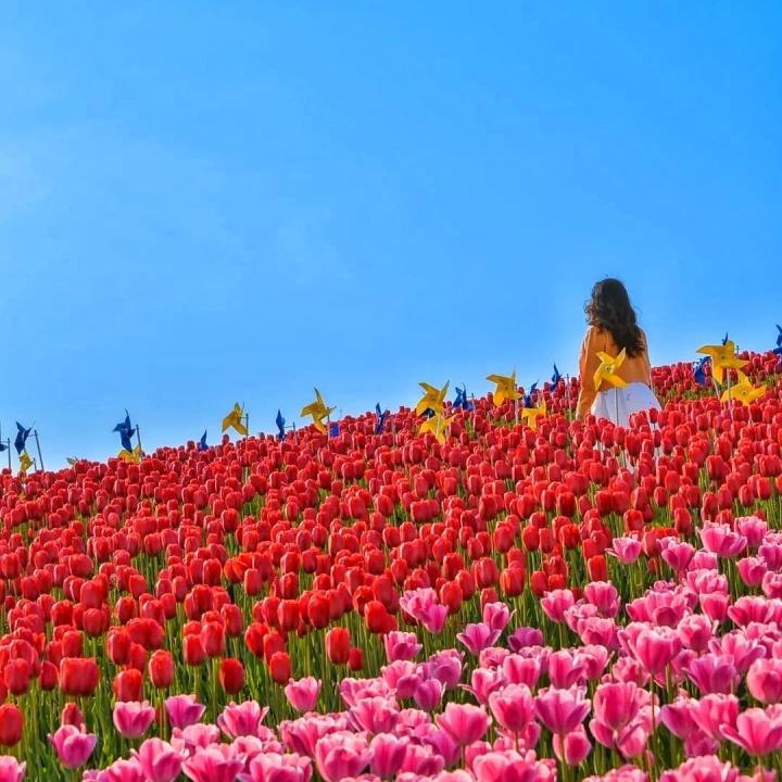 Cũng diễn ra tại Busan, Lễ hội hoa Tulip cũng là sự kiện đáng trải nghiệm