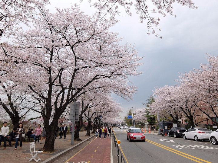 Đường Yunjunro trong công viên Yeouido khoe sắc với hàng hoa anh đào