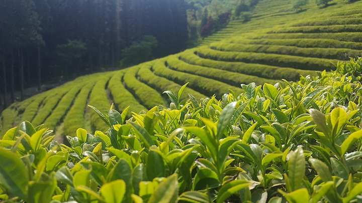 Trải nghiệm lễ hội văn hóa trà xanh Boseong với các hoạt động thú vị như hái trà, pha trà