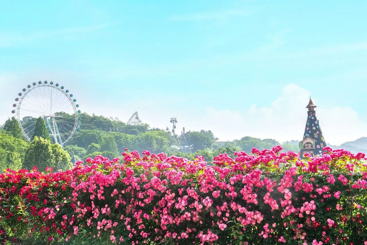 Lễ hội hoa hồng Seoul nổi bật với đa dạng các loài hoa hồng khoe sắc