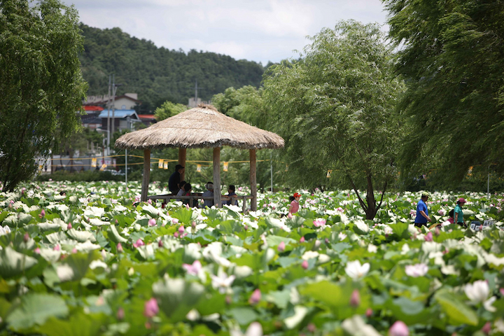 Lễ hội Hoa sen Buyeo Seodong là một lễ hội truyền thống tôn vinh vẻ đẹp của loài hoa sen
