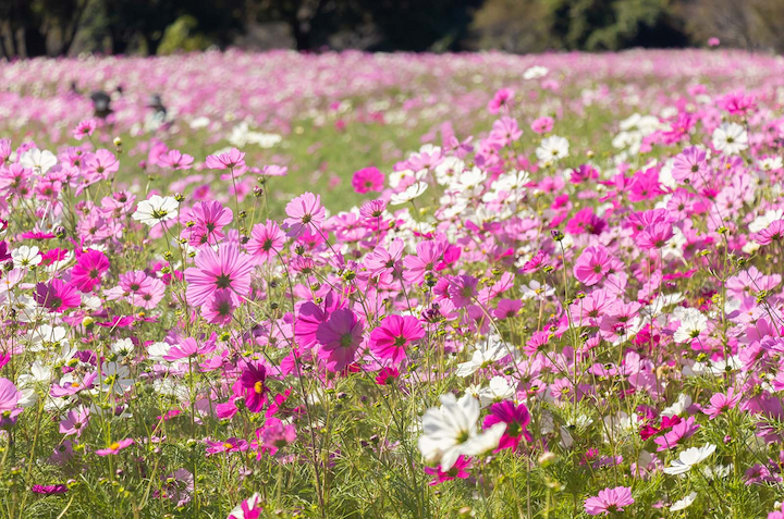 Lễ hội hoa c&aacute;nh bướm thu h&uacute;t với vẻ đẹp của lo&agrave;i hoa Cosmos&nbsp;