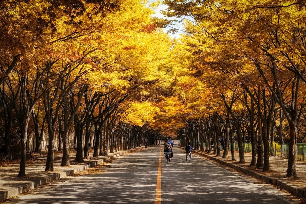 Con đường rợp l&aacute; v&agrave;ng v&agrave;o m&ugrave;a thu tại C&ocirc;ng vi&ecirc;n lớn Incheon