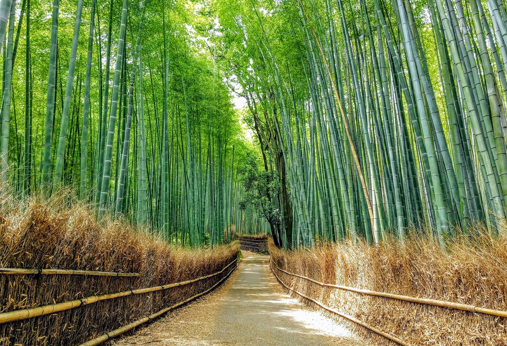 Lối m&ograve;n 0,3 dặm xuy&ecirc;n qua rừng tre Arashiyama xanh mướt