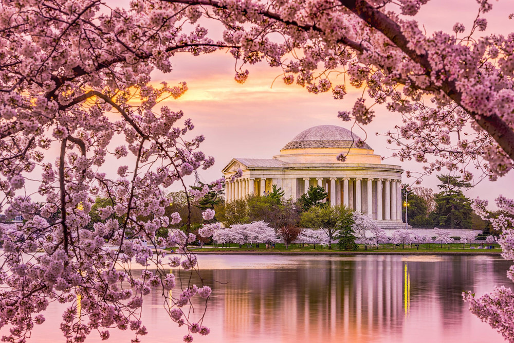 Cảnh sắc hoa anh đào nở rộ tại Washington D.C vào mùa xuân níu chân mọi du khách