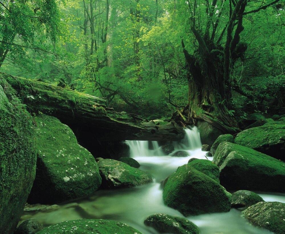 Khung cảnh thiên nhiên xanh tươi tại đảo Yakushima vào mùa hè