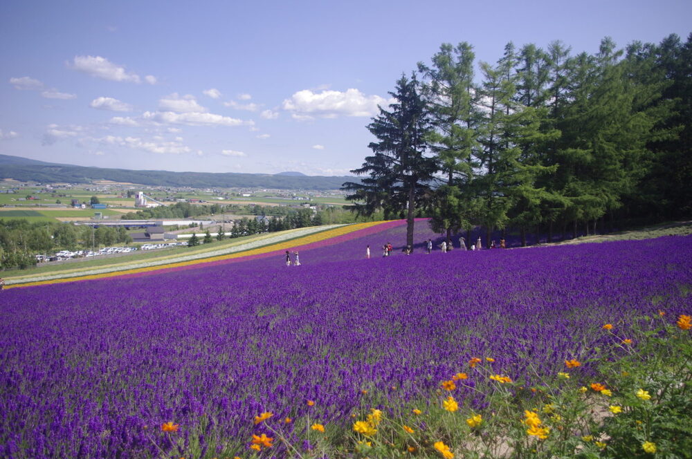 Cánh đồng hoa lavender tím biếc tại Hokkaido vào mùa hè