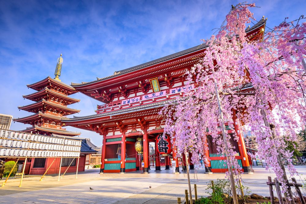Hoa anh đào tô điểm cho vẻ đẹp cổ kính của chùa Asakusa Kannon
