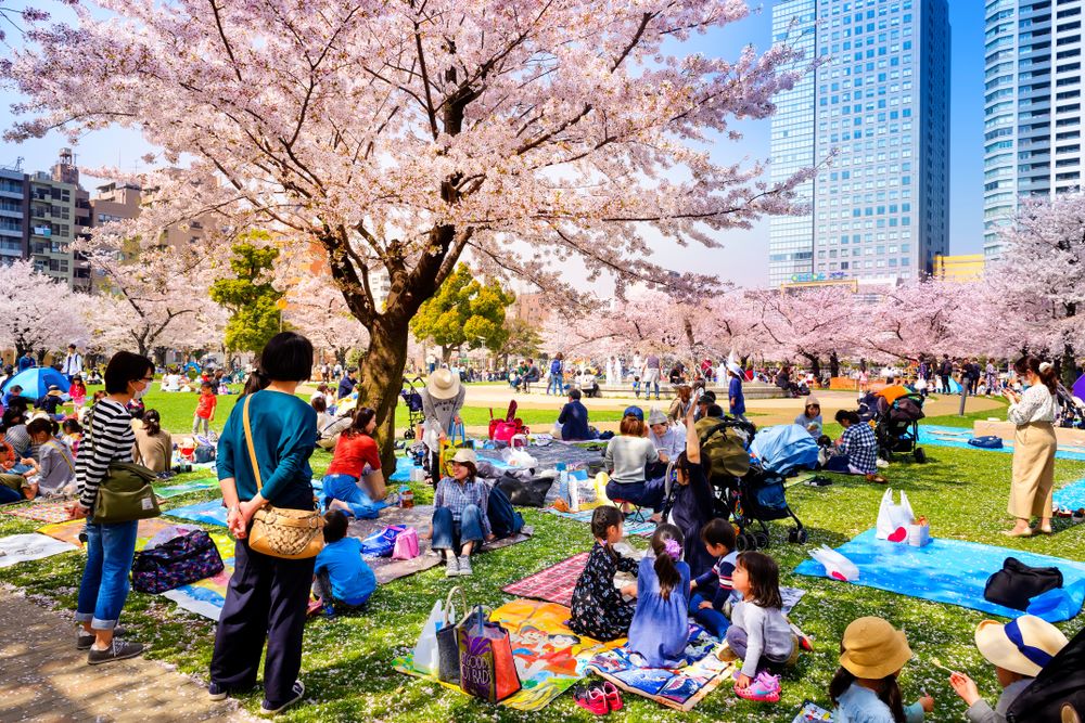 Người dân Nhật Bản tụ tập dưới tán hoa anh đào trong lễ hội Hanami - nét văn hóa đặc trưng vào mùa xuân