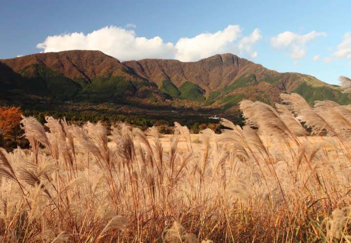 Không thể bỏ lỡ cánh đồng cỏ Sengokuhara Pampas khi du lịch Nhật Bản tháng 10