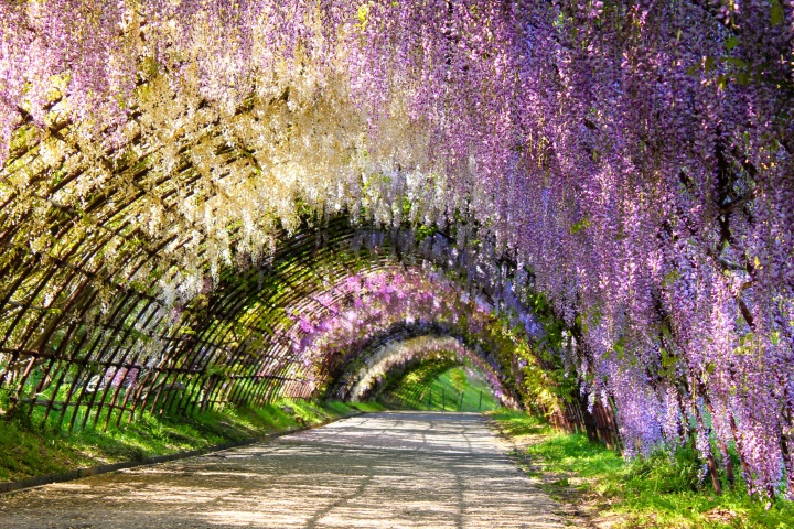 Vẻ đẹp tím mộng mơ của vườn hoa Kawachi Fuji