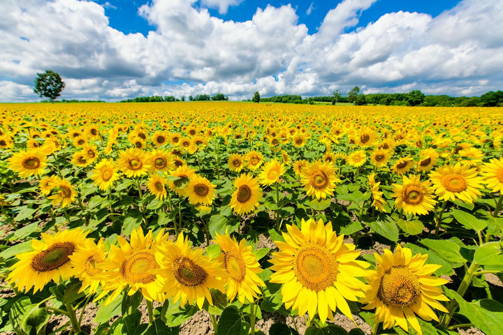 Cánh đồng hoa hướng dương tại Hokuryu – Biển vàng rực rỡ giữa Hokkaido