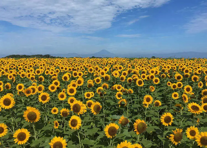 Cánh đồng hoa hướng dương tại Akeno, Yamanashi.