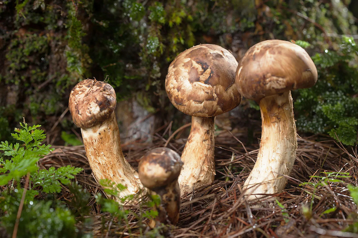Nấm matsutake có hương vị thơm ngon đặc trưng, được sử dụng trong nhiều món ăn Nhật Bản