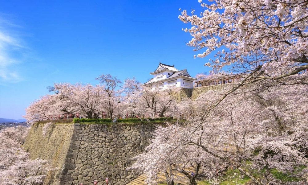 Khu vực l&acirc;u đ&agrave;i Okayama rực rỡ trong sắc hoa anh đ&agrave;o&nbsp;