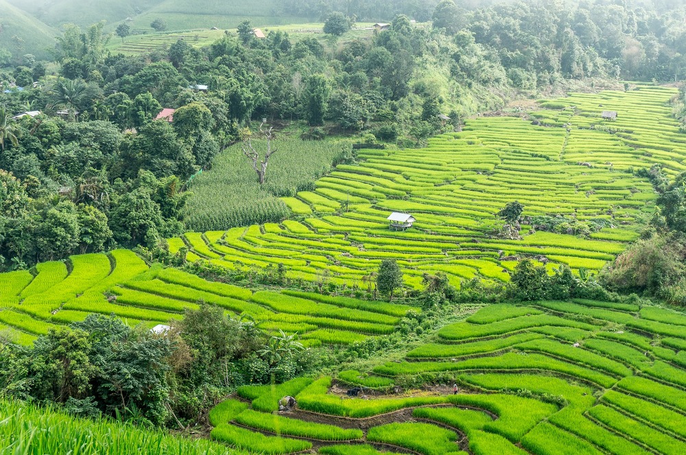 Thời điểm lý tưởng để đến Pai là từ tháng 11 - tháng 2 khi thời tiết mát mẻ và khô ráo