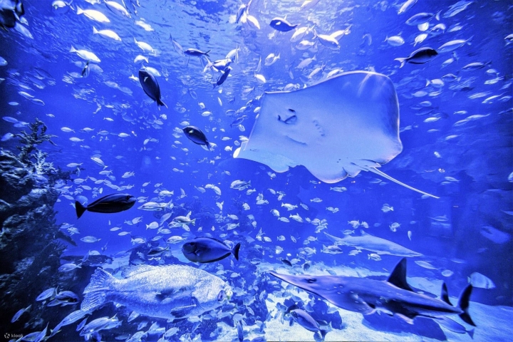 Aquaria Phuket là thủy cung lớn nhất và đẹp nhất tại Thái Lan