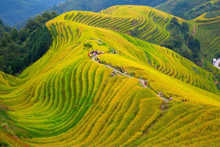 Ruộng bậc thang vàng óng ánh dưới bầu trời thu Quảng Tây