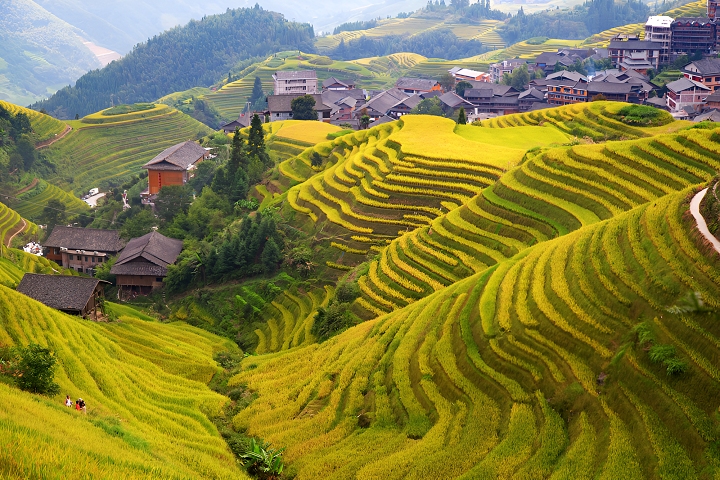 Ruộng bậc thang Long Thắng rực rỡ sắc vàng trong mùa lúa chín
