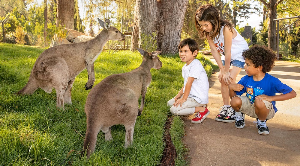 Kh&aacute;m ph&aacute; thế giới động vật hoang d&atilde; giữa l&ograve;ng th&agrave;nh phố tại San Diego Zoo