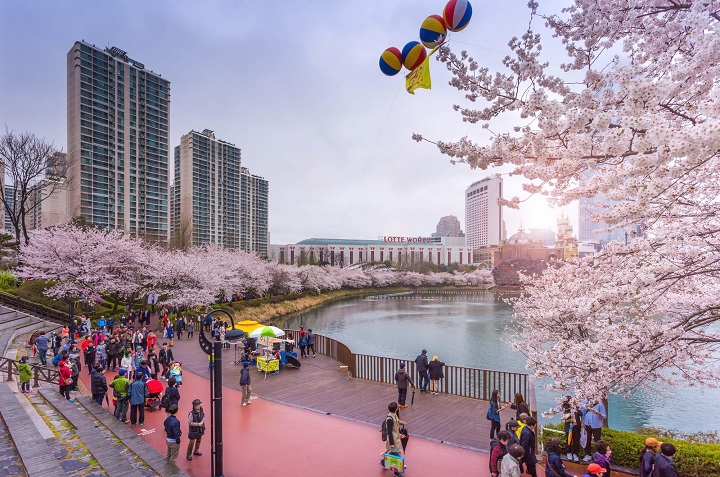 Lễ hội hoa anh đ&agrave;o Seoul quy tụ h&agrave;ng ng&agrave;n c&acirc;y hoa anh đ&agrave;o nở rộ