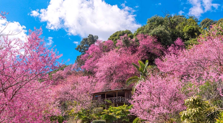 Sắc hồng dịu dàng của hoa anh đào tại Chiang Mai