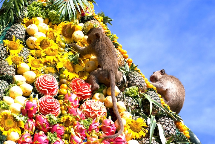 Bữa tiệc thịnh soạn dành riêng cho những chú khỉ trong Monkey Buffet Festival