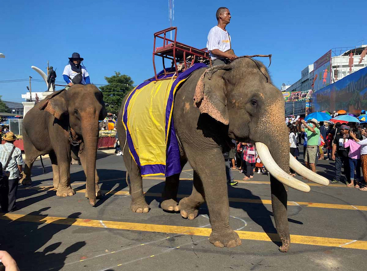 Lễ hội Surin Elephant là dịp tôn vinh loài voi, biểu tượng quan trọng trong văn hóa Thái Lan