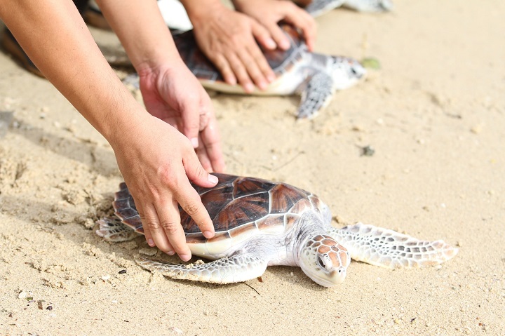 Lễ hội Thả rùa biển Khao Lak là một sự kiện ý nghĩa, nâng cao ý thức bảo vệ rùa biển