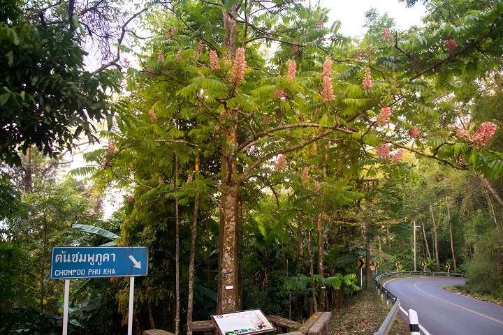 Chomphu Phu Kha - Loài hoa hiếm có, nở rộ vào tháng 2 - 3 hàng năm trên Doi Phu Kha