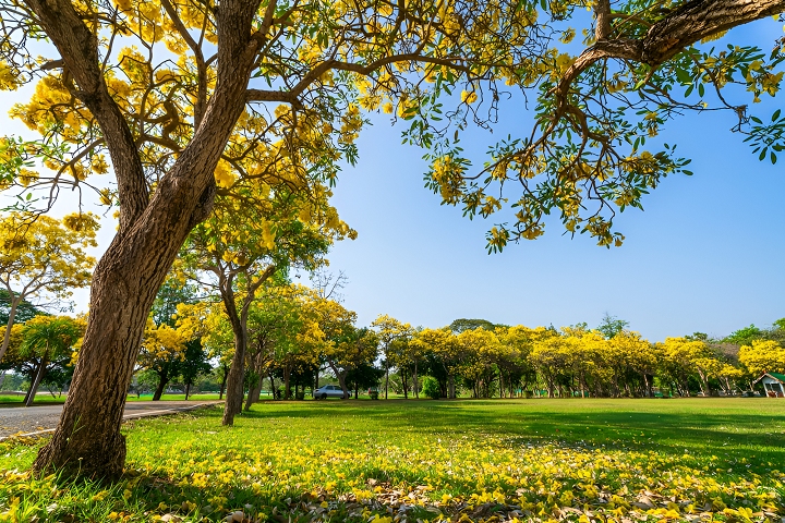 Hoa chuông vàng nhuộm sắc rực rỡ khắp các con đường và công viên tại Thái Lan