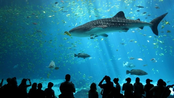 Thuỷ cung Sea Life Bangkok điểm đến lý tưởng cho gia đình có con nhỏ với hàng ngàn sinh loài sinh vật biển phong phú