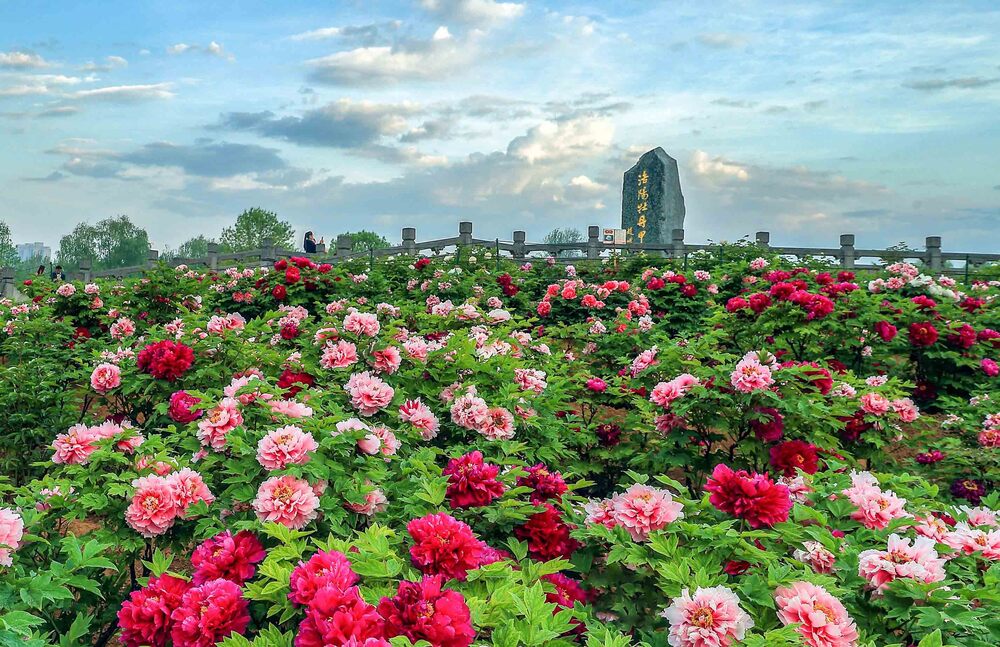 “Biển hoa mẫu đơn” với đủ sắc màu rực rỡ trải dài tới tận chân trời