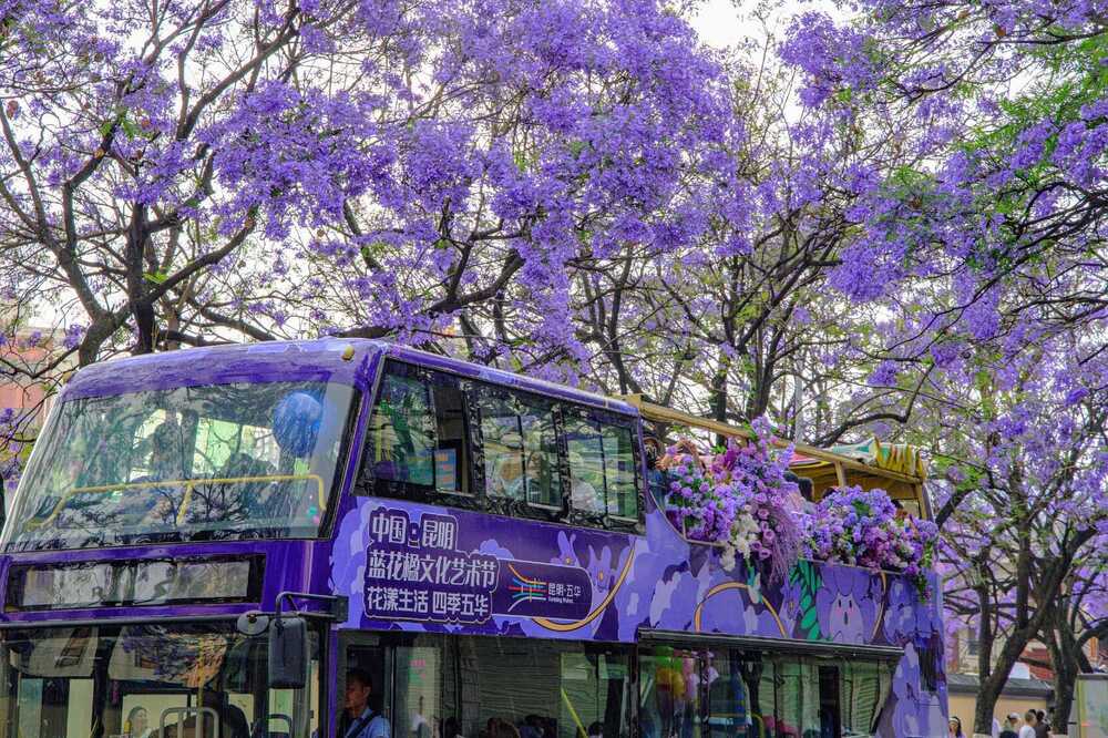 Hoa phượng t&iacute;m nở dọc phố Jiaochang &ndash; một trong những điểm check-in được y&ecirc;u th&iacute;ch nhất C&ocirc;n Minh m&ugrave;a n&agrave;y&nbsp;