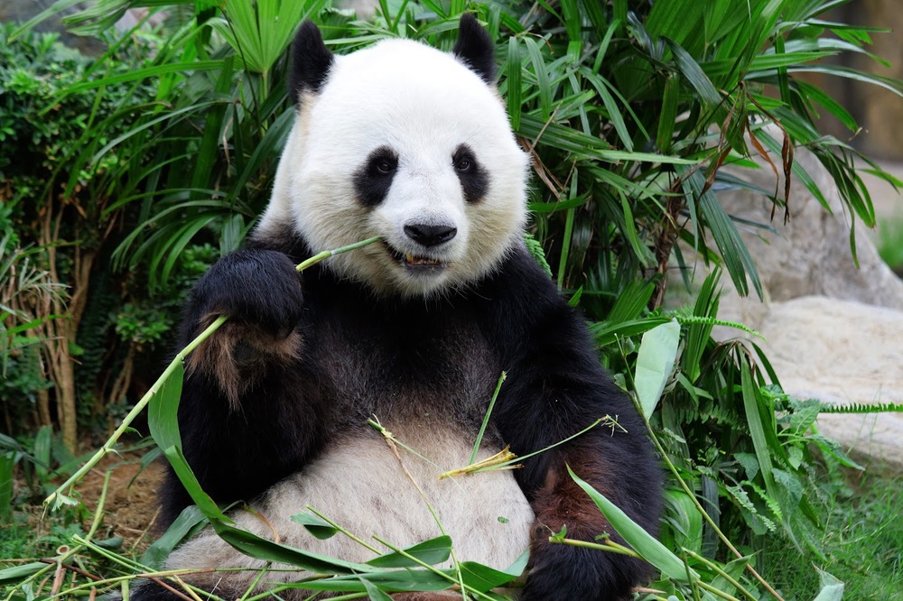 Ch&uacute; gấu tr&uacute;c đ&aacute;ng y&ecirc;u đang thảnh thơi gặm tre trong Trung t&acirc;m Nghi&ecirc;n cứu Gấu tr&uacute;c Th&agrave;nh Đ&ocirc;