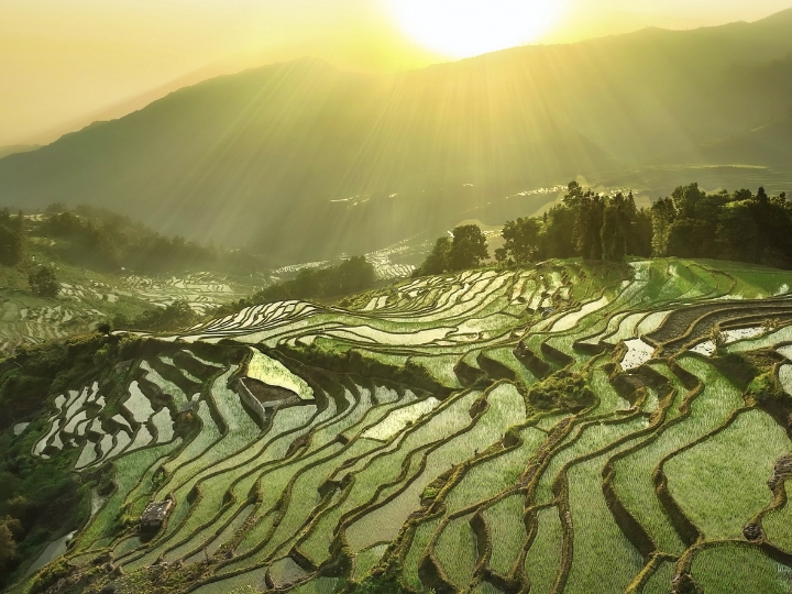 Vẻ đẹp như mơ trước &aacute;nh b&igrave;nh minh chiếu xuống ruộng bậc thang