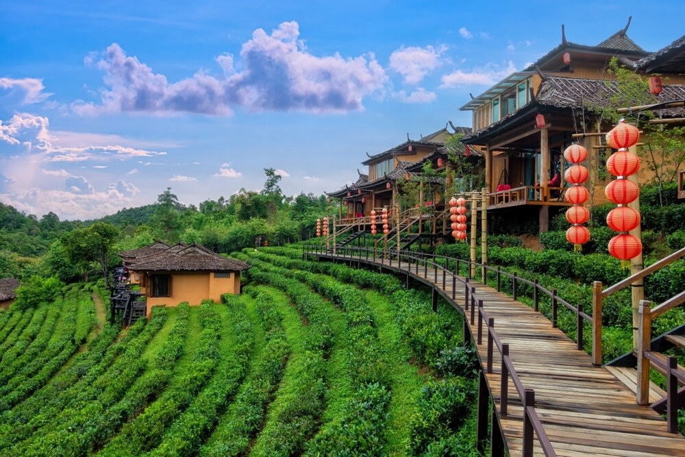 Đồi chè Ô Long Ban Rak Thai trong sương sớm