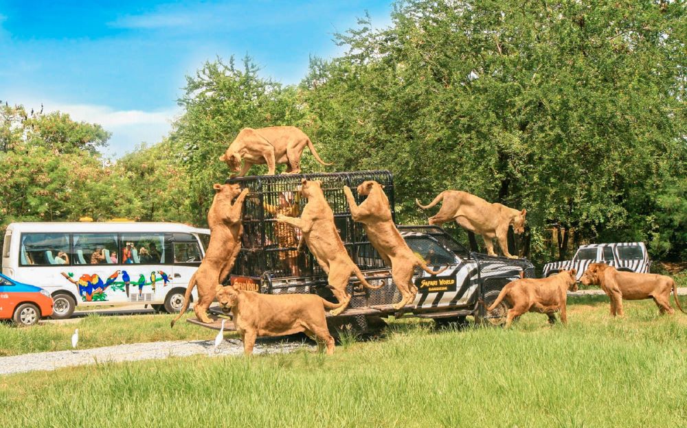 Du khách được quan sát động vật ở cự ly gần mà vẫn đảm bảo sự an toàn