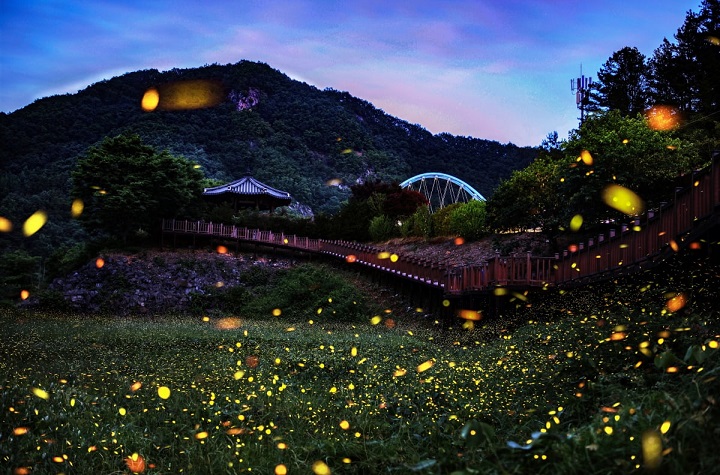 Khung cảnh huyền ảo tại Lễ hội đom đóm Muju