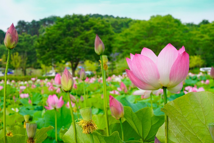 Những b&ocirc;ng sen rực rỡ tại lễ hội Sen Buyeo l&agrave;m say l&ograve;ng du kh&aacute;ch