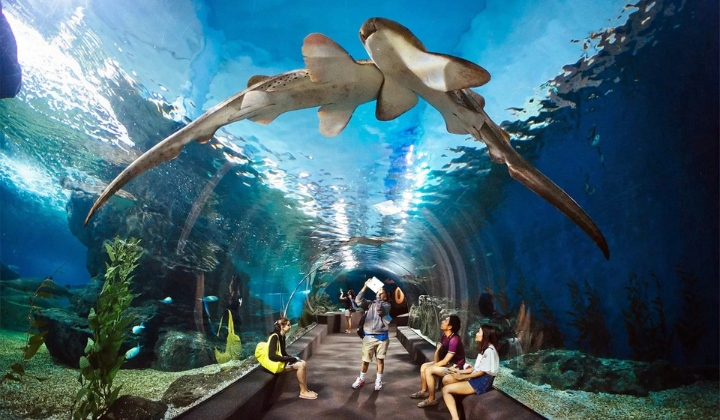 Khám phá thế giới đại dương tuyệt vời tại Underwater World