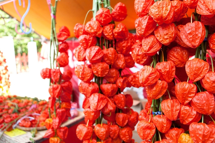 Lễ hội Hozuki diễn ra vào tháng 7 hằng năm tại Nhật Bản