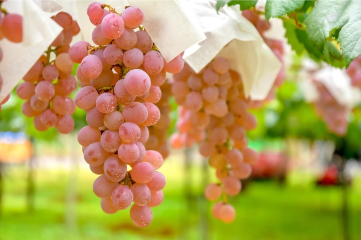 Lễ hội Katsunuma là lễ hội nho và rượu vang được tổ chức vào tháng 10