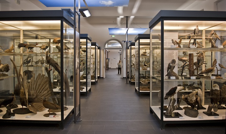 Bảo tàng Senckenberg